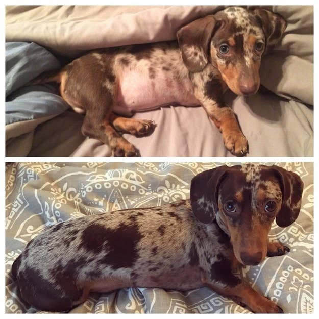 49 Beautiful Puppy To Dog Transformations That Will Melt Your Heart