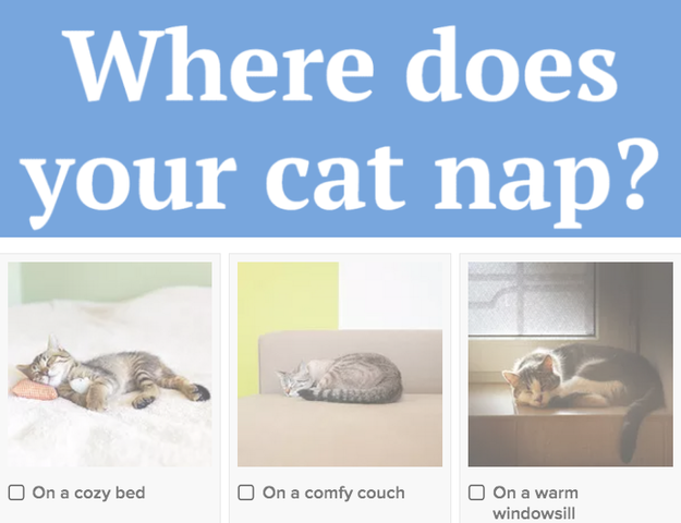 Tell Us About Your Cat And We'll Tell You Which Life It's On
