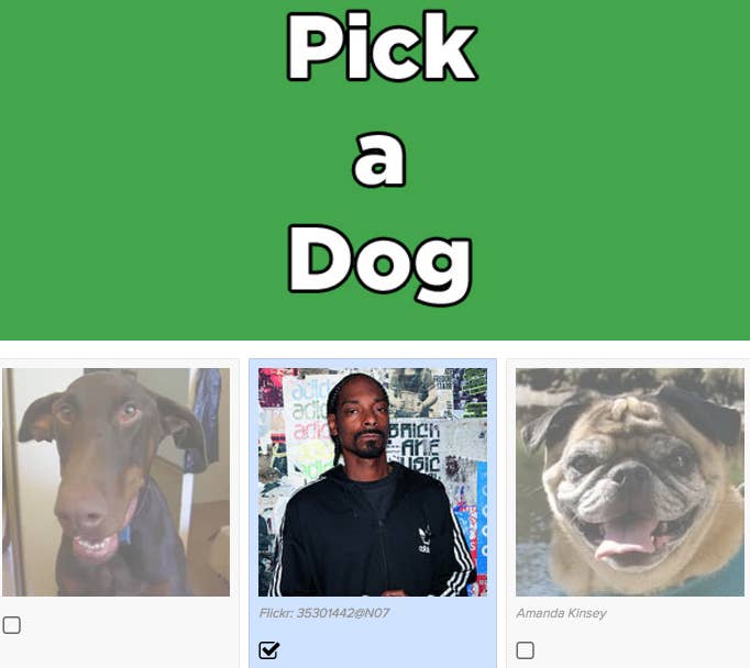 16 Quizzes To Take If You Re Basically Obsessed With Cats