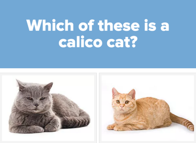 Only A True Cat Lover Will Get 7/10 In This Quiz