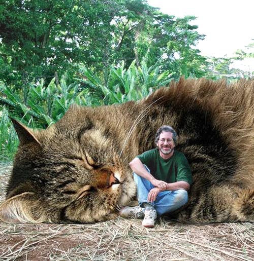 ジュラシック パーク の恐竜をねこに置き換えている写真が面白すぎる