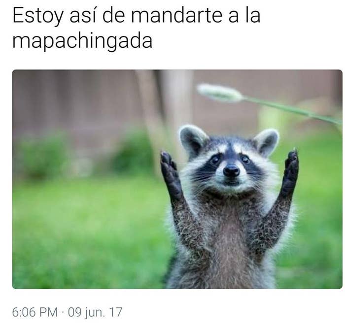 18 Memes De Mapaches Que Haran Mucho Mejor Tu Dia