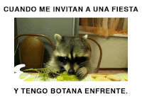 18 Memes de mapaches que harán mucho mejor tu día