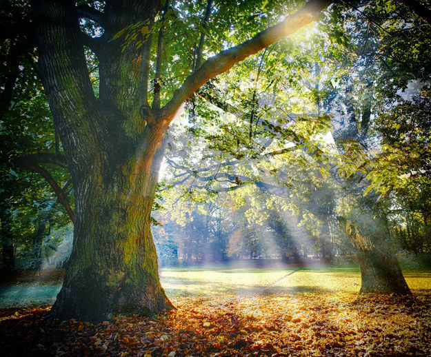 Oak Tree