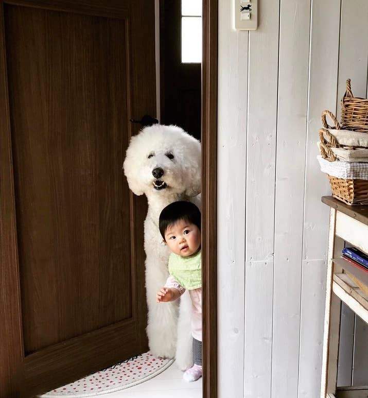 隙間から覗く犬と赤ちゃん