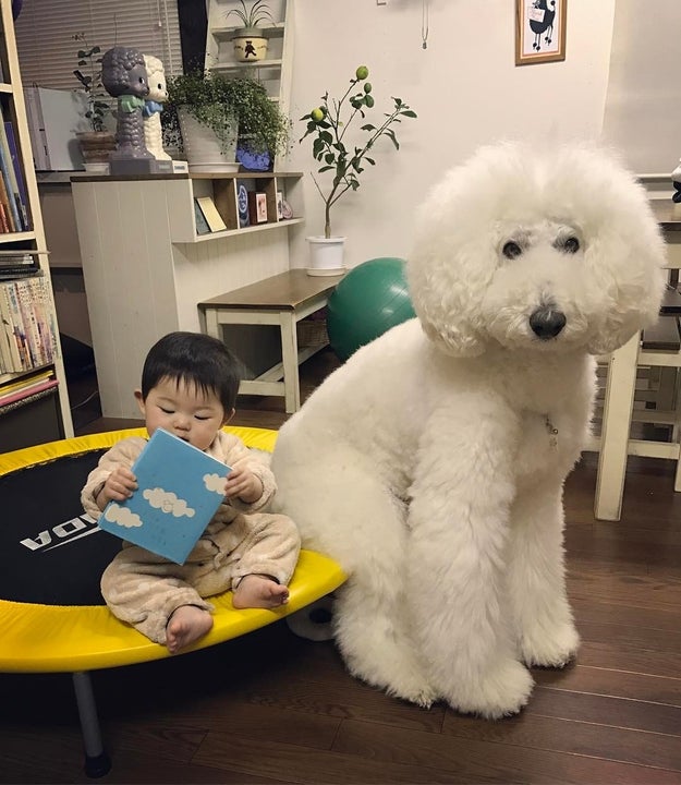 Instagram user Tamanegi posts pictures of their three giant standard poodles Qoo, Riku, and Gaku and their 1-year-old granddaughter Mame.