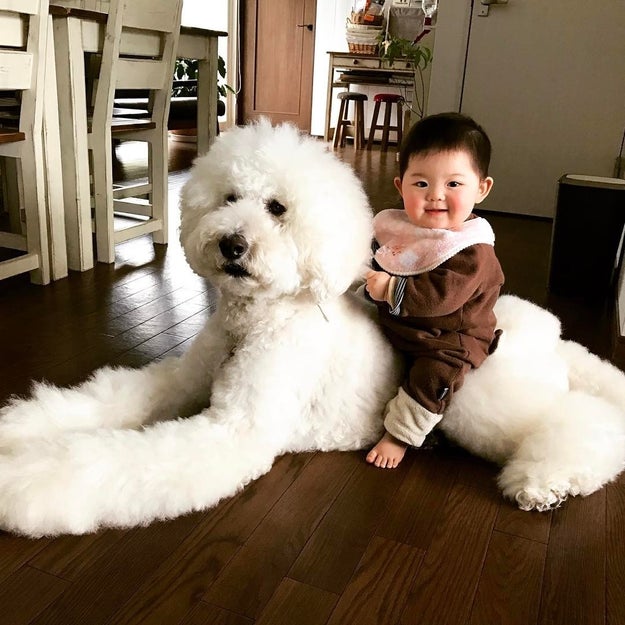 An Instagram account's pictures of a giant standard poodle and a tiny baby have become a hit.