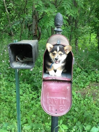 From a young age it was clear Tedford was destined for some form of Corgi greatness.