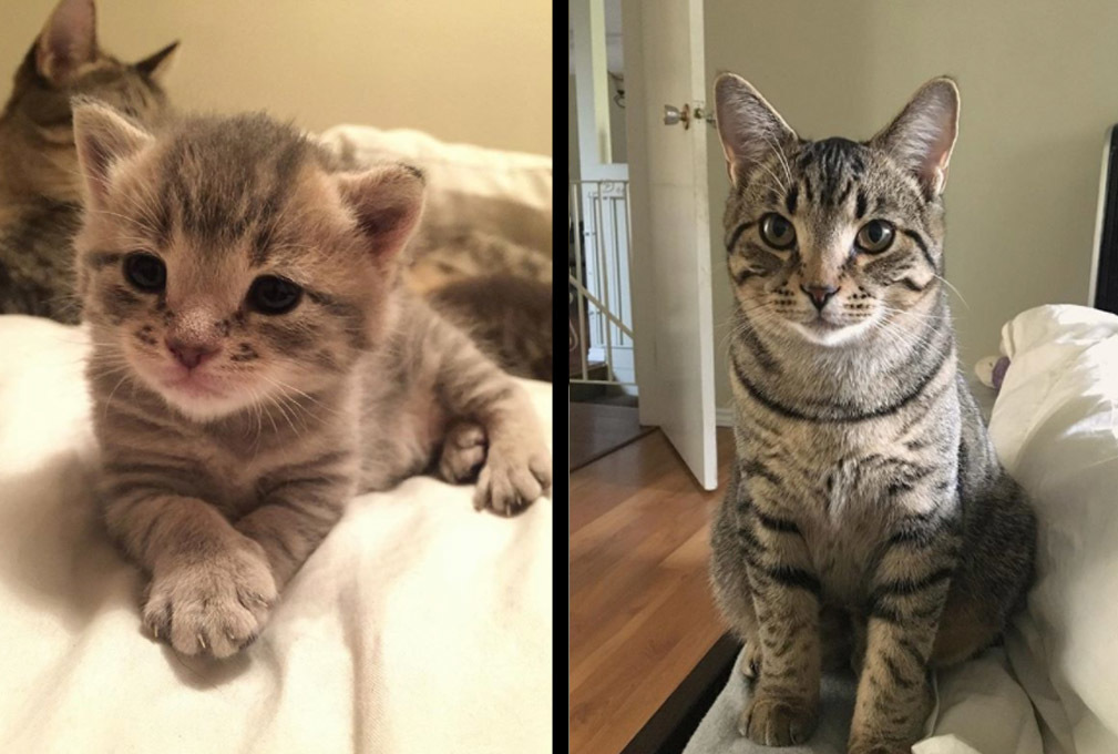 Show Us Your Kitten To Cat Transformations