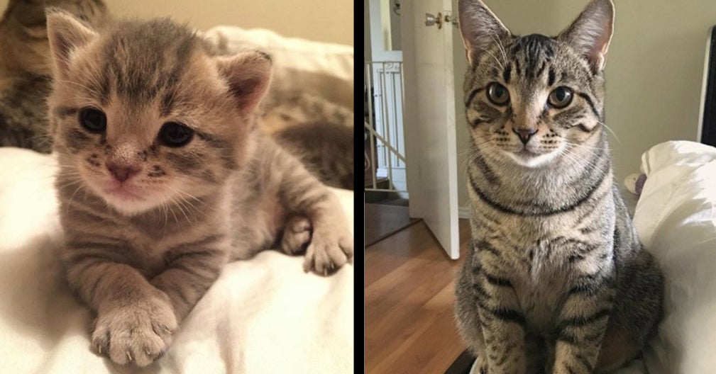 Show Us Your Kitten To Cat Transformations