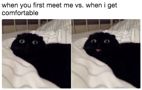 26 Memes You And Your Cat Will Definitely Laugh At