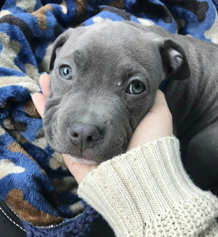 getting a pitbull puppy