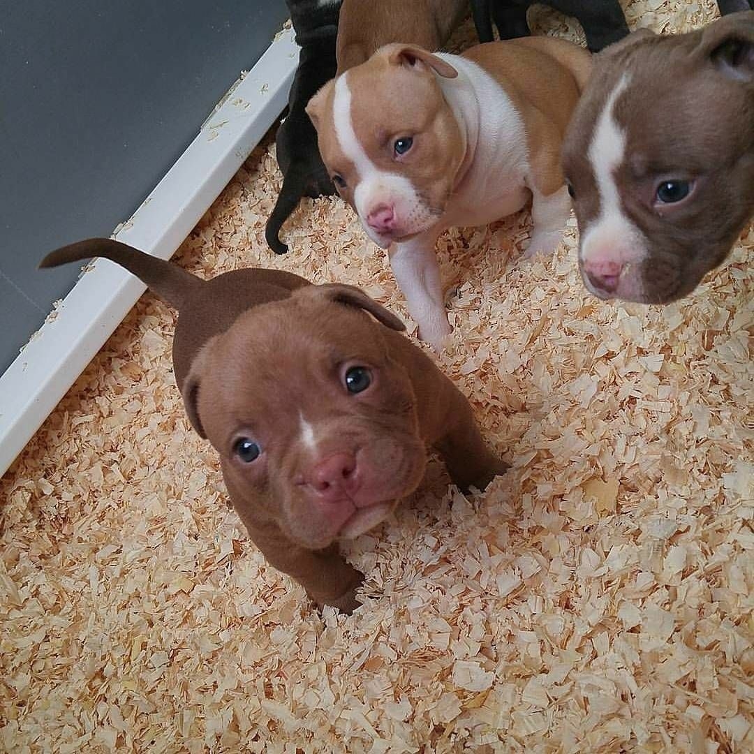 19 Reasons Why Pit Bull Puppies Are The 