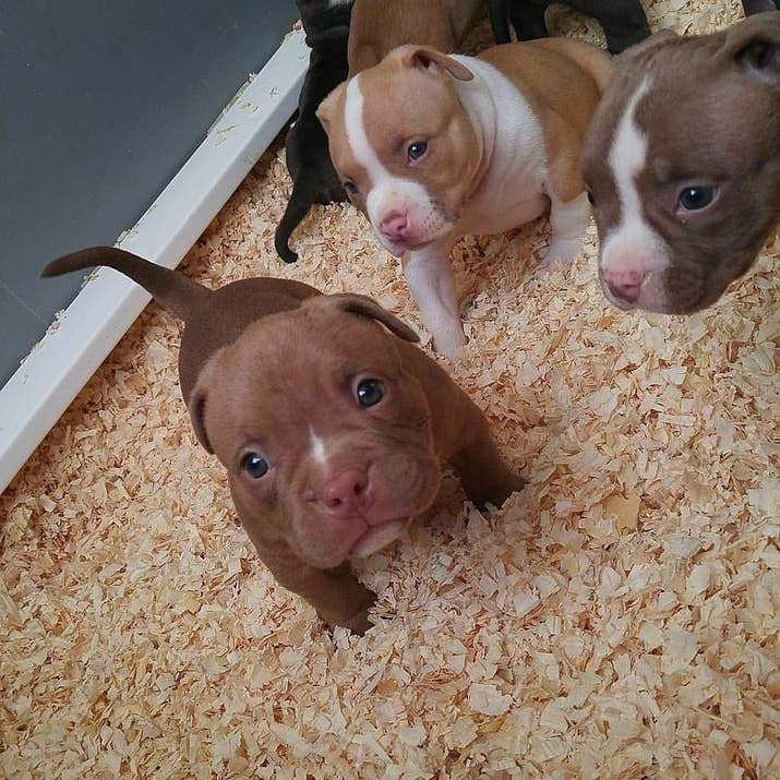 10 ways your pitbull is secreatly