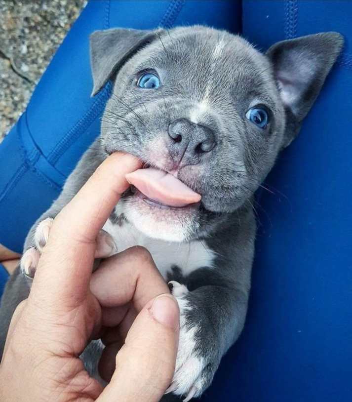 blue nose baby pitbull