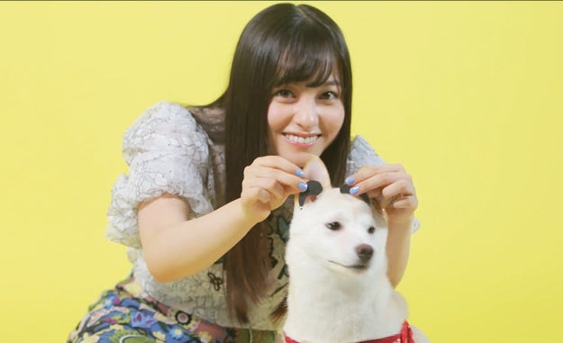 橋本環奈さん 映画 銀魂 の見どころは ミニ定春と一緒に教えて 橋本環奈さん 映画 銀魂 の見どころは ミニ定春と一緒に教えて