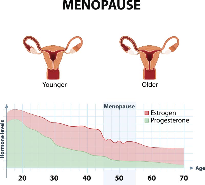 &quot;Hormone therapy mostly refers to estrogen replacement. Women want to replace the estrogen that their ovaries are no longer producing. Why? Because estrogen will stop hot flashes, night sweats, and vaginal dryness. It also helps keeps your bones strong (fighting osteoperosis). However, you will need progesterone if you still have your uterus, because estrogen alone will cause cancer in the uterus.&quot;
