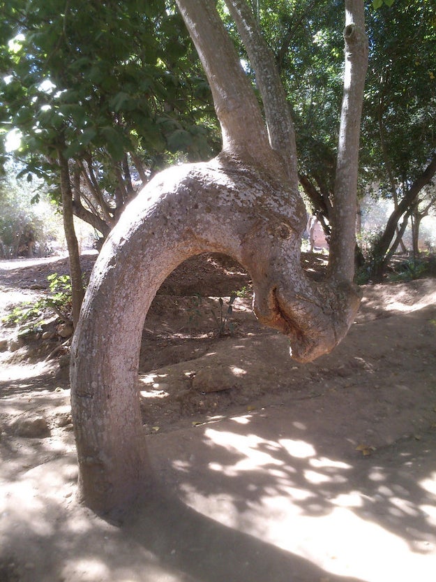 This tree was once a mighty dragon: