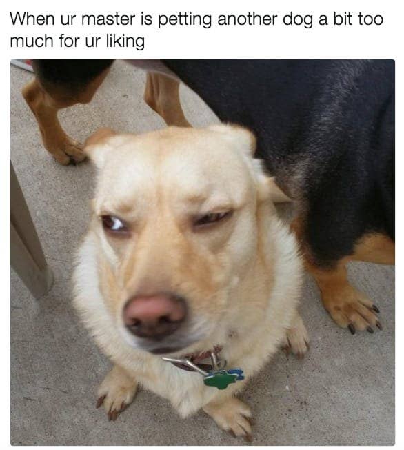 21 Memes Your Dog Would Definitely Laugh At If They Could Read Laugh