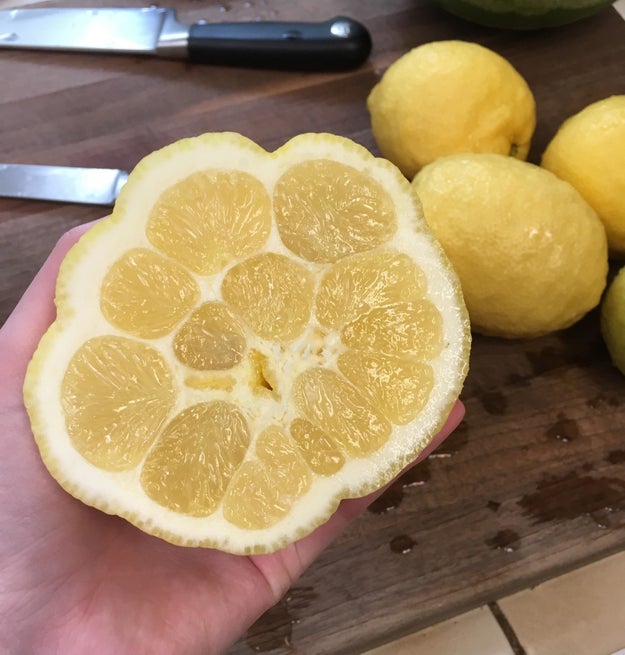What's wrong with this lemon???