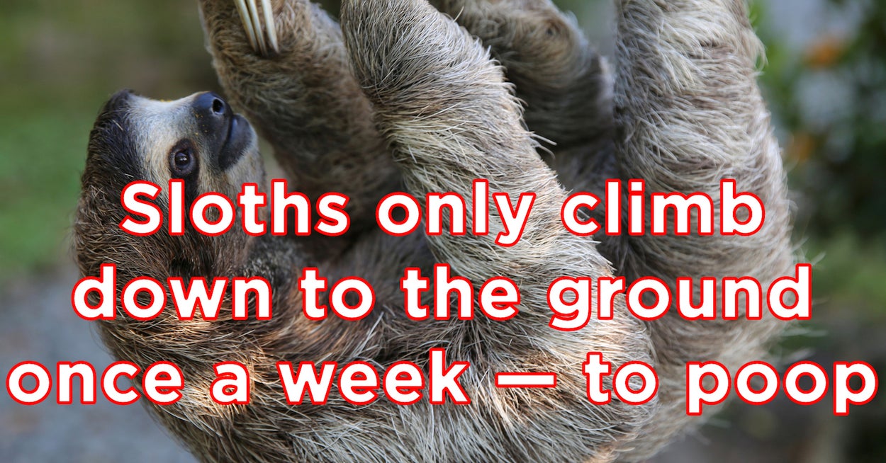 23 Incredible Animal Facts That'll Make Your Dumb Human Mouth Drop 23 Incredible Animal Facts That'll Make Your Dumb Human Mouth Drop