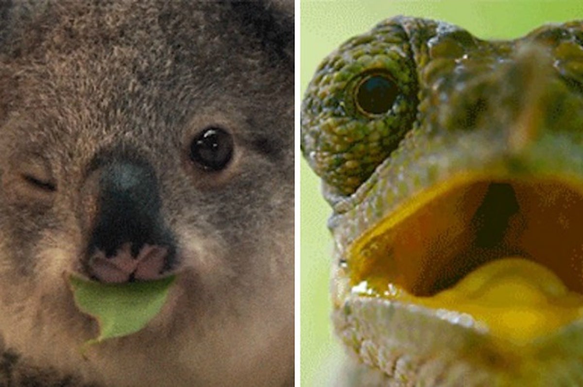 23 Incredible Animal Facts That'll Make Your Dumb Human Mouth Drop