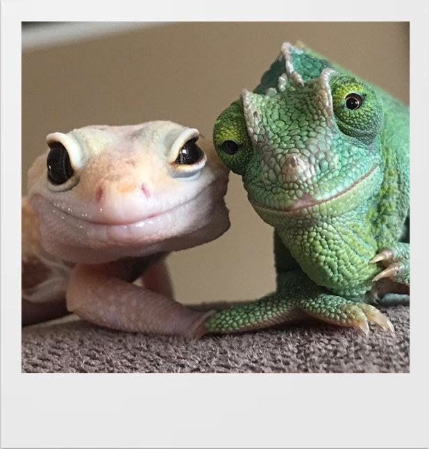 You Can Learn How To Take The Perfect Selfie By Looking At Reptiles