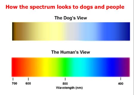 Dogs only see a limited spectrum of colors compared to humans, but that old "fact" you've heard about dogs seeing in only shades of grey isn't true. To a dog, the world is mostly shades of blue, yellow, and grey.