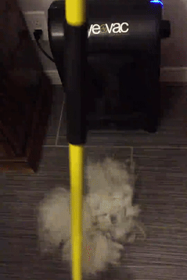 gif of reviewer sweeping pet hair into eye vac and it all being instantly sucked up 