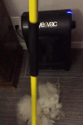 gif of reviewer sweeping pet hair into eye vac and it all being instantly sucked up 