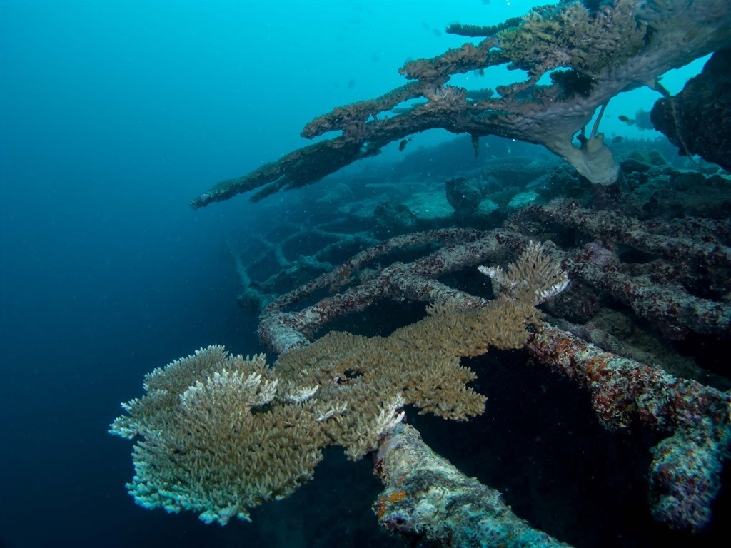 Sunk during an active battle by the Japanese at the end of World War 2, one could even call this dive site an underwater British museum. The 140-metre long ship was attacked with a torpedo, which left a large hole on one side of the vessel through which the divers could enter the vessel to explore it up close. Home to over 700 species of fish including rare kinds such as leaf fish, nudibranchs, frogfish and even wondrous manta rays, the Addu Atoll thankfully missed the coral bleaching known as El Nino.