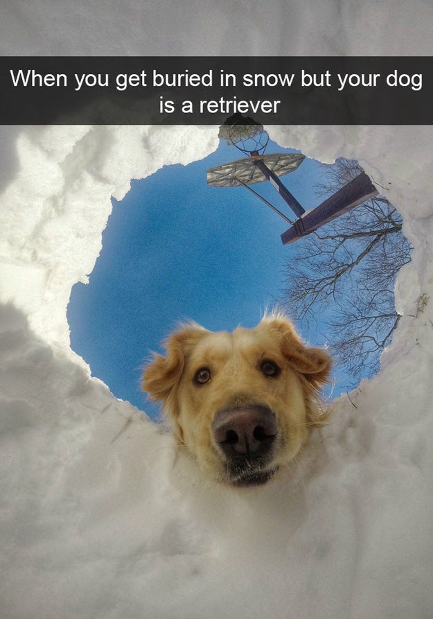 This incredibly helpful pup.