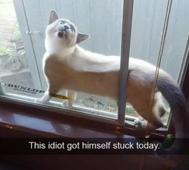 This cat who just found himself in a very sticky situation.