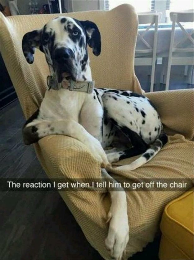 This sassy guy.