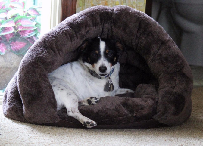 Promising review: "This bed is very well made, VERY VERY SOFT chocolate brown plush, and comes with a soft matching pillow, to put inside." –BaxtermomGet it from Amazon for $28.90 (available in two colors, sizes XS-S).