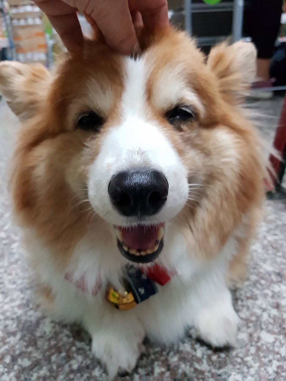 Check Out This Cute Corgis Jiggling Butt 