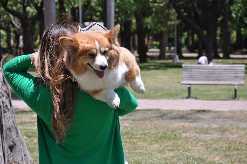 Check Out This Cute Corgis Jiggling Butt