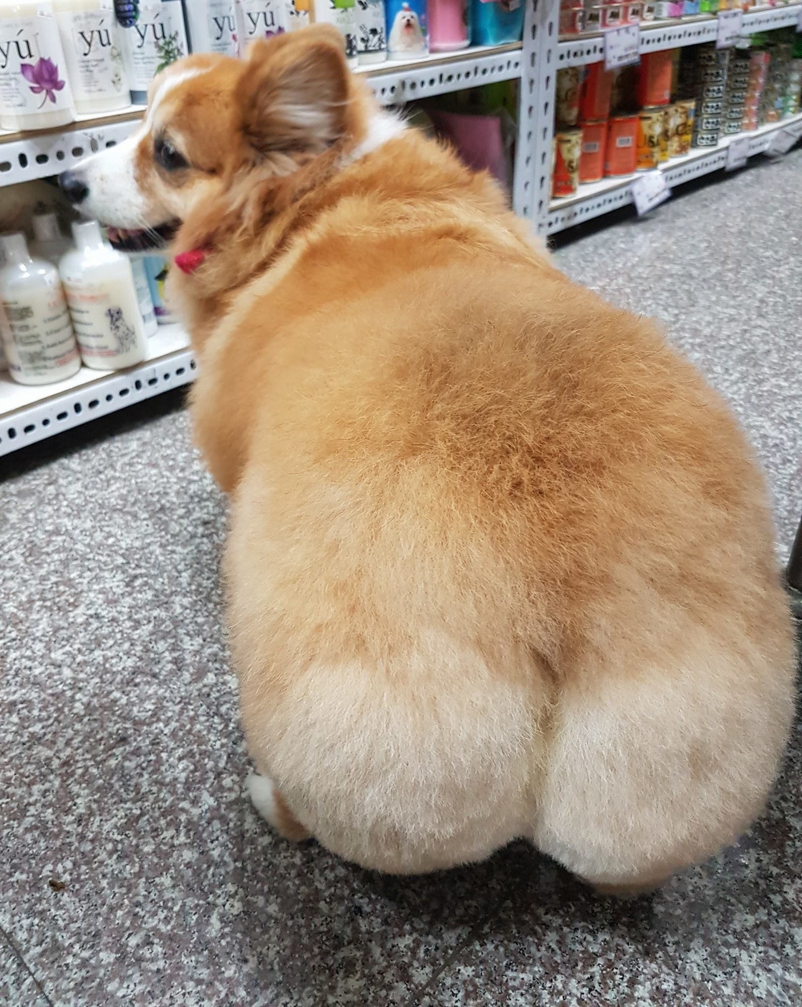 Check Out This Cute Corgis Jiggling Butt 2726