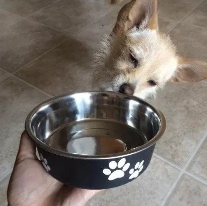 Pups are gonna be pups with their strings of drool and weirdly damp paws. But this trick helps!Get this bowl from Amazon for $6.65+.