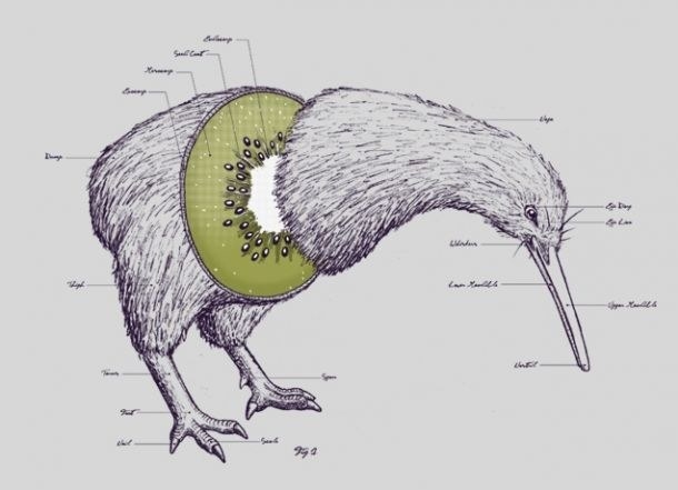 As their name suggests, kiwi birds look like walking kiwi fruits!