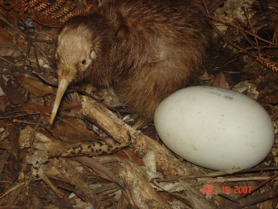 Facts About The Adorably Odd Kiwi Bird