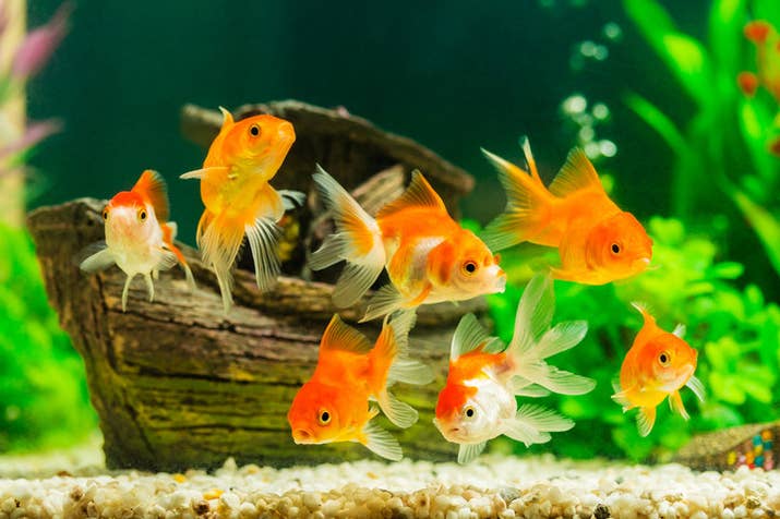 A researcher at Plymouth University, Dr. Phil Gee, performed an experiment where goldfish were given a little lever they could nudge to get food. Not only did the goldfish remember the lever, but they adapted to different challenges in the experiment, such as knowing which specific time of day the lever would work. The experiment lasted three months, so goldfish likely have memories of at least that length.As a side note, this myth probably came about because goldfish would swim repeatedly to the same object in their tiny bowl. It's probably because they feel trapped and bored! Your goldfish should be in at least a 20-gallon tank for a long and healthy life.