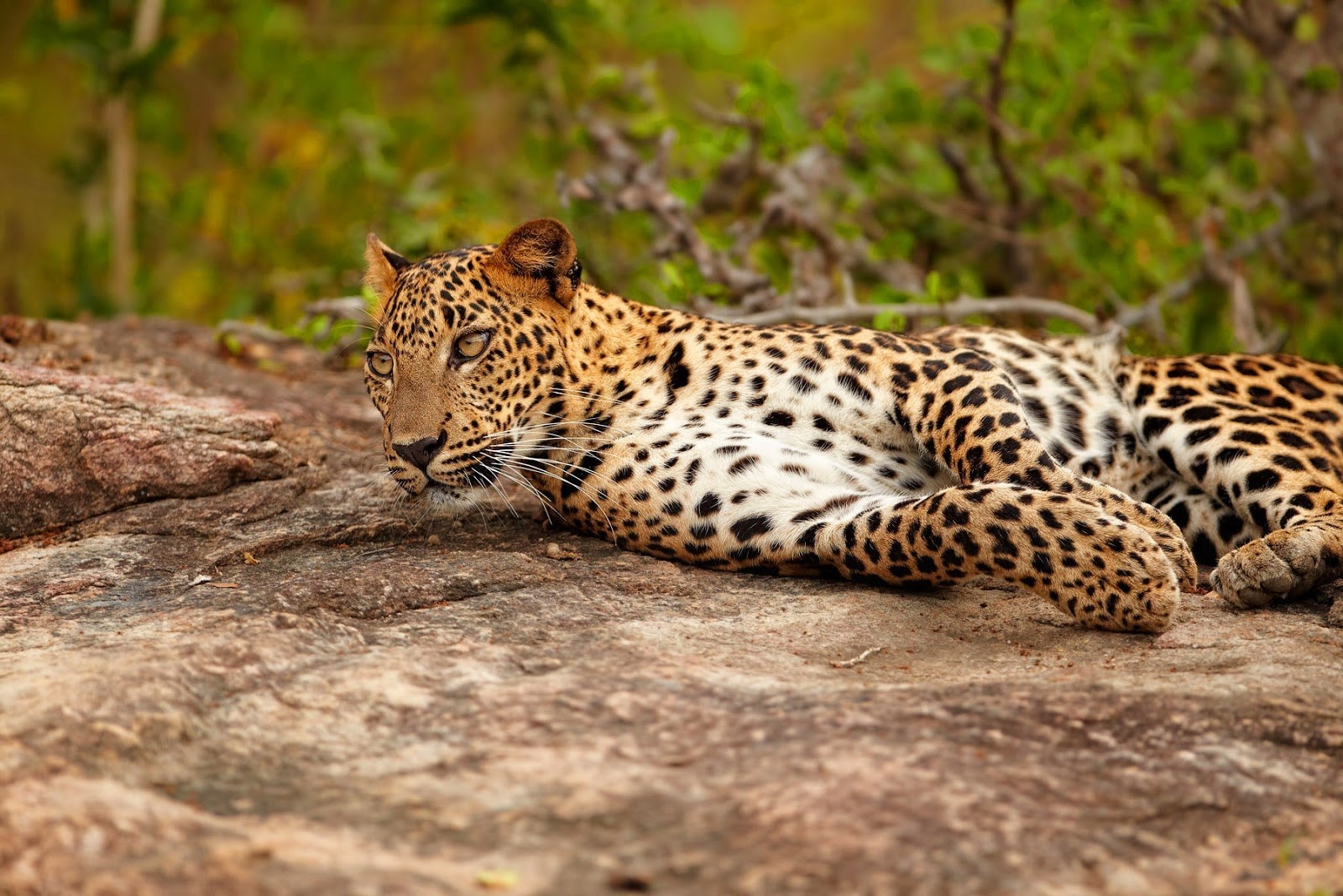 Sri Lankan Leopards just like the other subspecies of leopards are solitary hunters. However, the females are usually accompanied by young cubs. The leopards visit the hunting grounds in the nights and rarely drag their prey into trees unless due to rivalry with other leopards.