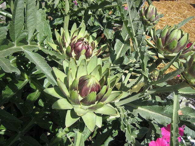 芽キャベツ カシューナッツ 収穫前の野菜が知ってるやつじゃない