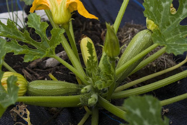 芽キャベツ カシューナッツ 収穫前の野菜が知ってるやつじゃない