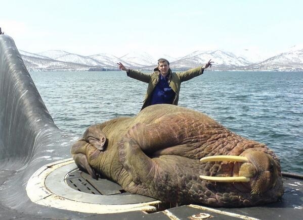 Einfach ein Walross, das auf einem aufgetauchten U-Boot eingeschlafen ist: