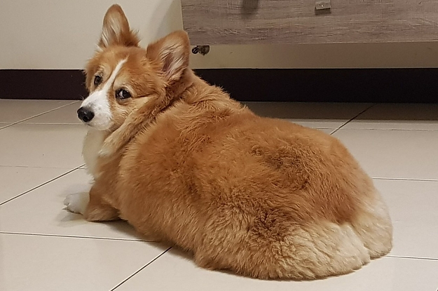 Check Out This Cute Corgi's Jiggling Butt