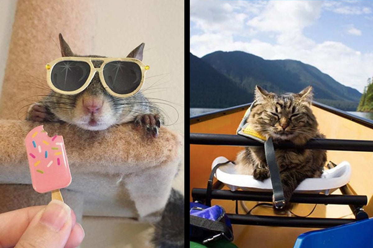 Instagramの癒し かわいい動物盛りだくさんのアカウント18選 Instagramの癒し かわいい動物盛りだくさんのアカウント18選
