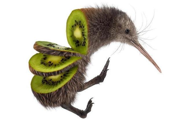 I know kiwis look like tarantula butts 