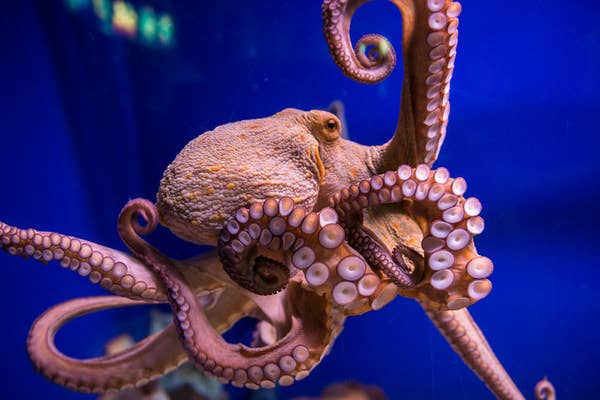 Octopus Swimming